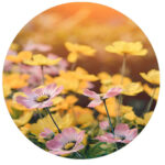 garden-install-services