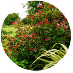 landscaping’services
